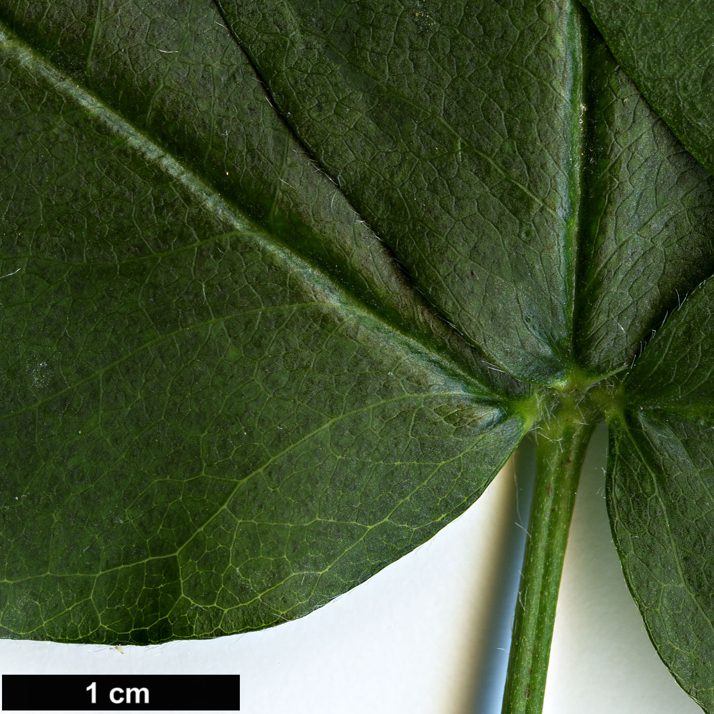 High resolution image: Family: Fabaceae - Genus: Laburnum - Taxon: alpinum